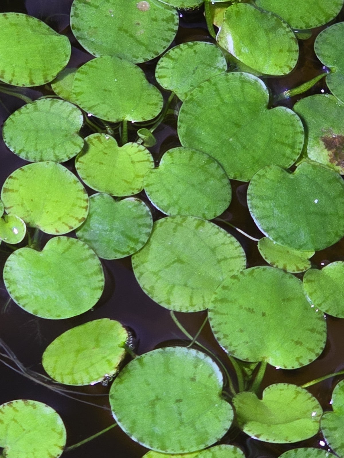 tiger lily aquatic plant Amazon Frogbit w/ Tiger Striping – Floating Aquarium Plant 75 + Leaves – FreshWaterFinds