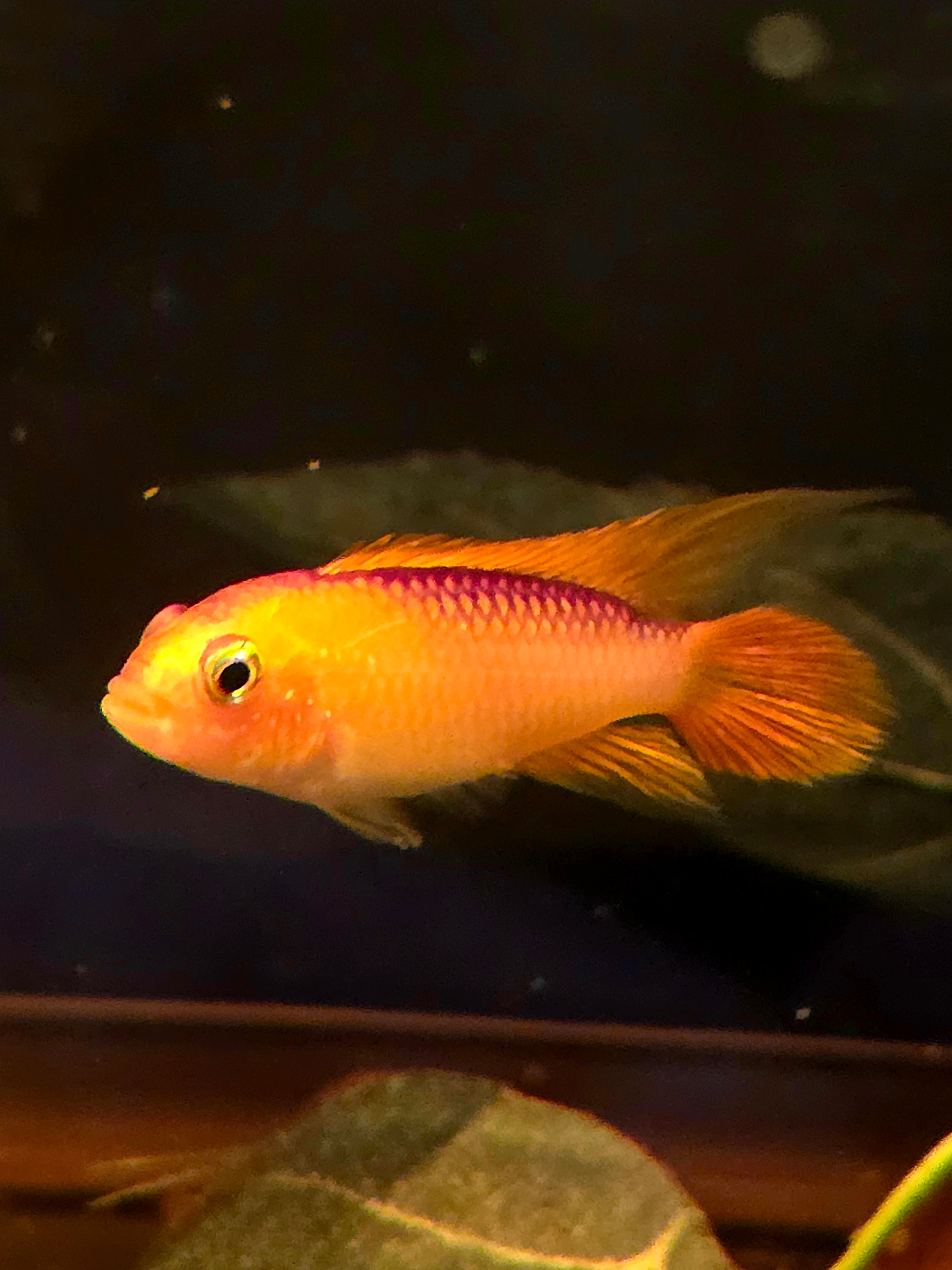 Dwarf Cichlids