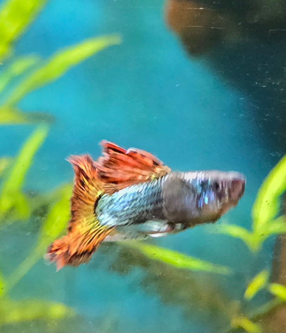Livebearers