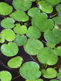 Amazon Frogbit w/ Tiger Striping – Floating Aquarium Plant 75 + Leaves