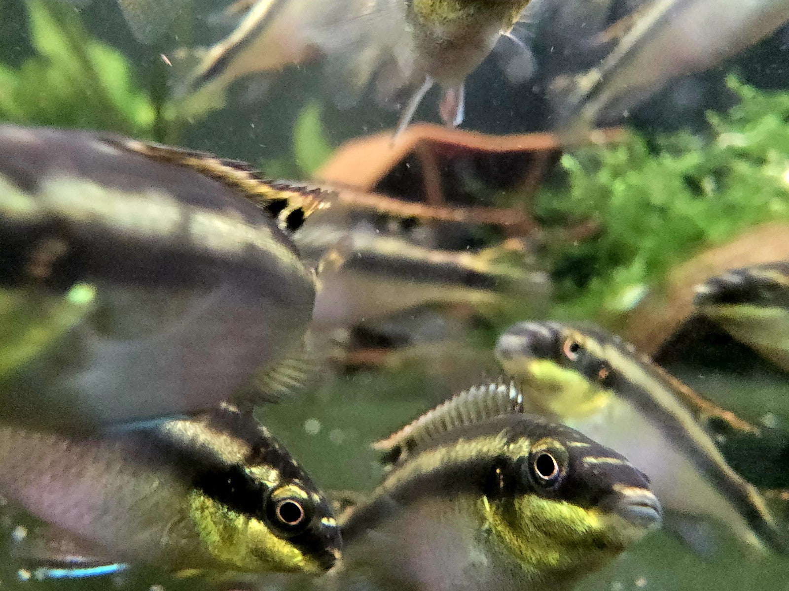 3 Pack Kribensis Cichlids –1 To 2"+– Tank Raised – Amazing Parents and Easy!