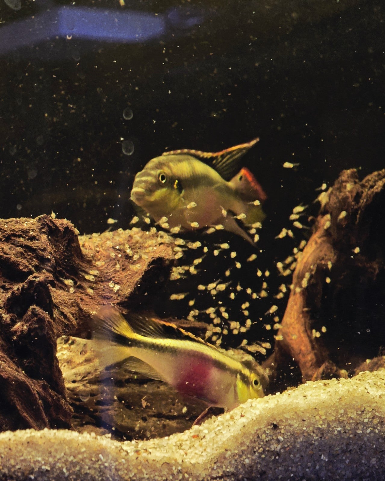 Kribensis Cichlid Proven Breeding Pair-Pics Are The Fish You Will Get