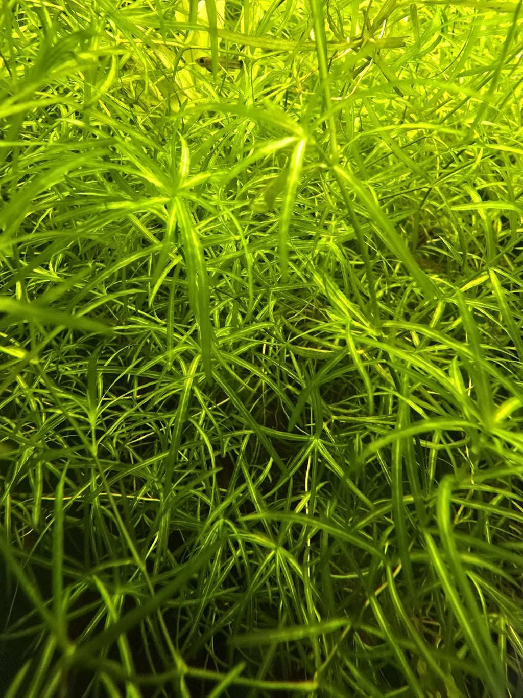 Live Aquarium Plant Water Quality Bundle – Guppy Grass, Frogbit & Java Moss