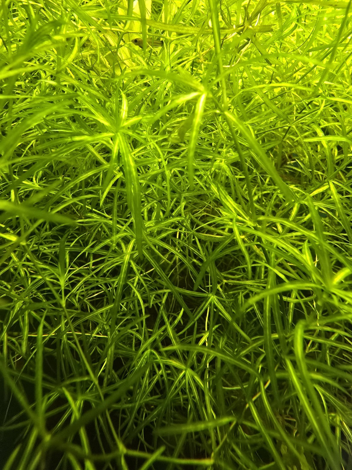 Live Aquarium Plant Water Quality Bundle – Guppy Grass, Frogbit & Java Moss