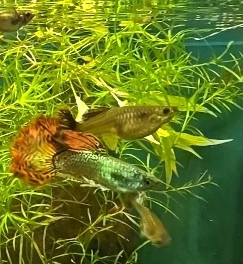 🔥🔥🔥 - Buy 2 Get 1 Free High Quality Guppy Grass - Aquarium Plant