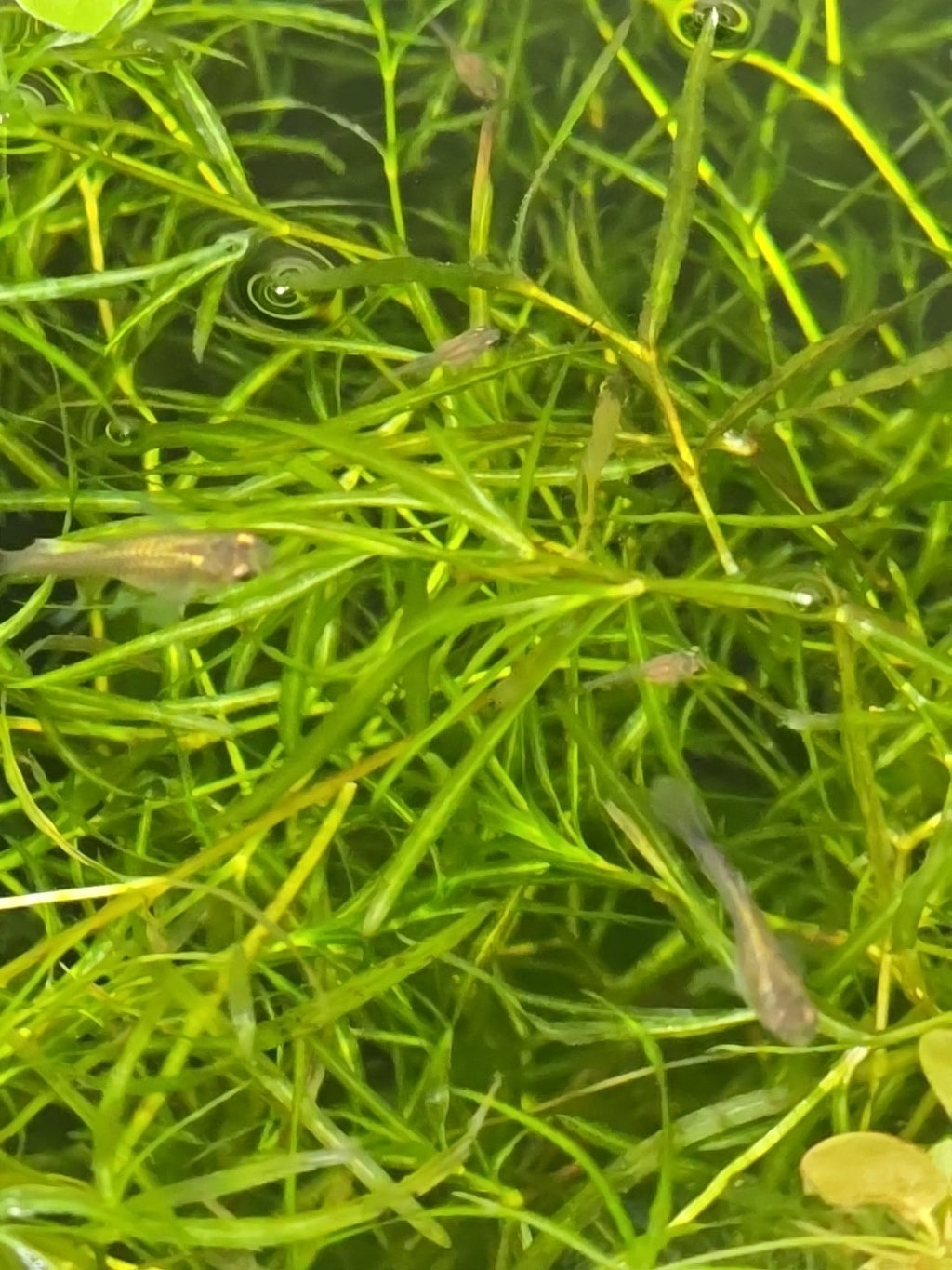 🔥🔥🔥 - Buy 2 Get 1 Free High Quality Guppy Grass - Aquarium Plant