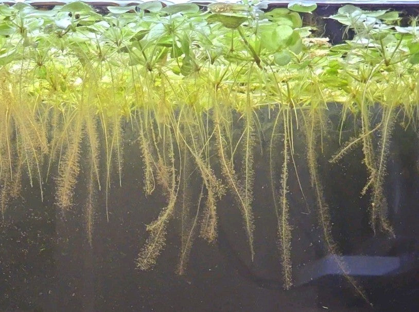 Amazon Frogbit w/ Tiger Striping – Floating Aquarium Plant 75 + Leaves