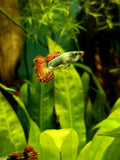 Premium Green/ Red Dragon Guppy Breeding Pair 1M/1F Live Guppies