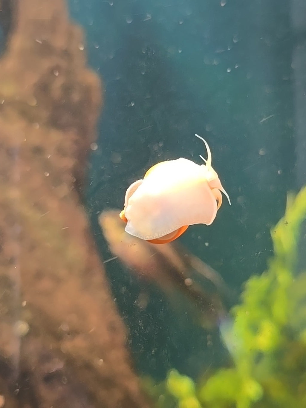 Gold Mystery Snails Freshwater, Tank Bred.  6pk Nickel Size Plus