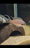 African Neolamp Brichardi(Fairy Cichlid) Tank Raised  Tanganyika 6pk Unsex