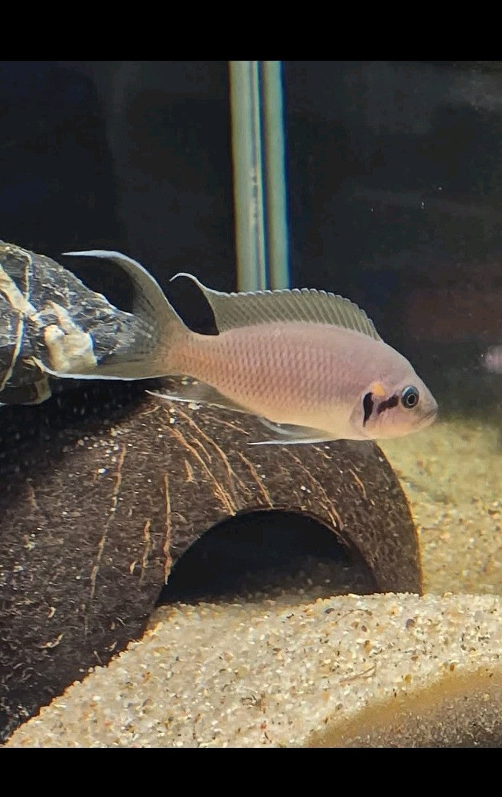 African Neolamp Brichardi(Fairy Cichlid) Tank Raised  Tanganyika 6pk Unsex