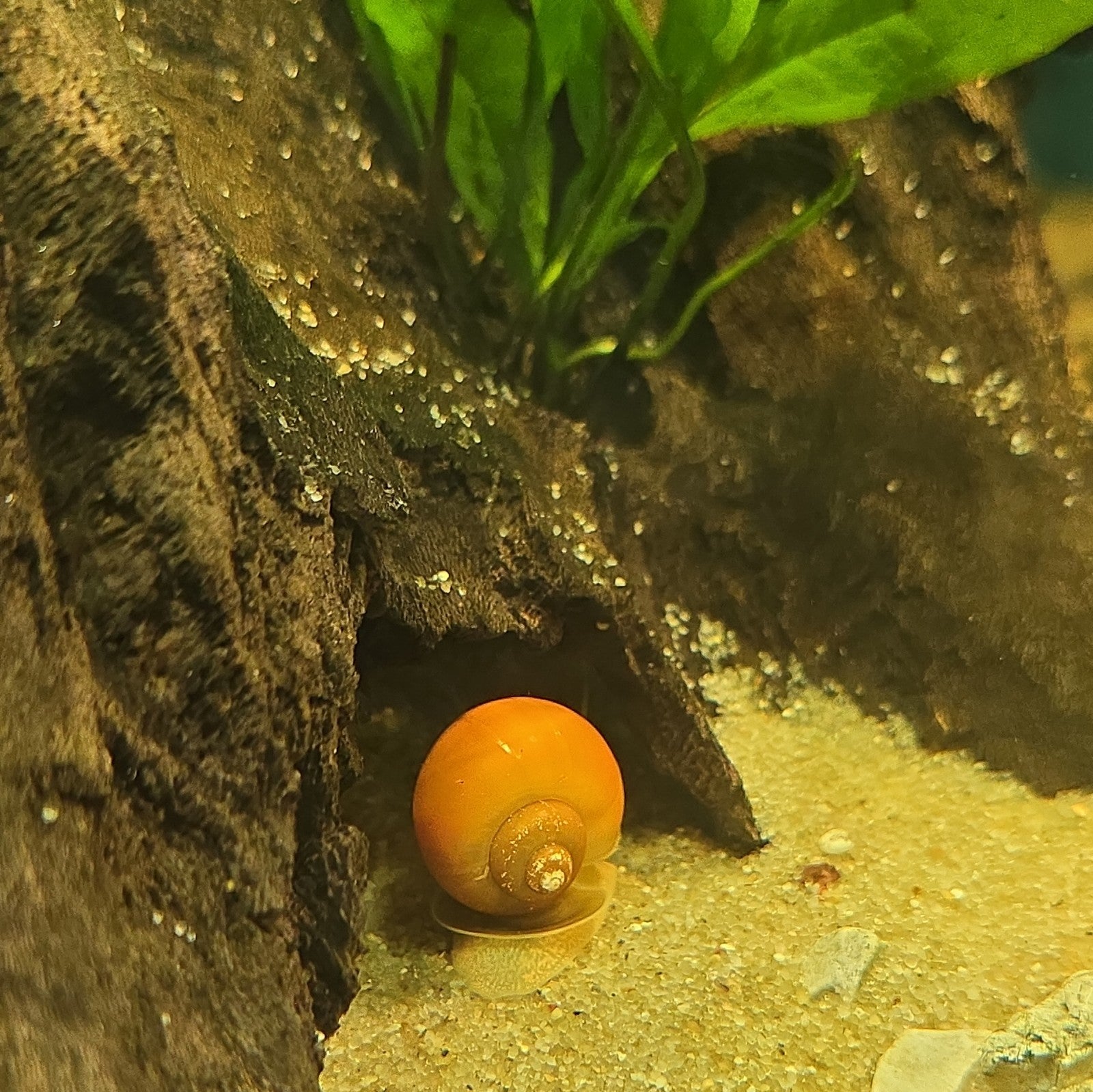 Gold Mystery Snails Freshwater, Tank Bred.  6pk Nickel Size Plus