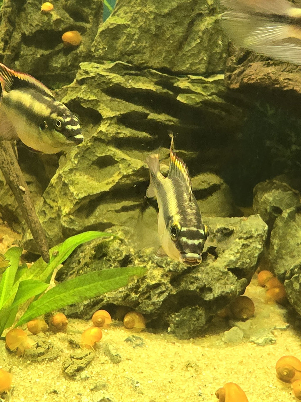 6 Pack Kribensis Cichlids – 1.5"–2" – Tank Raised – Amazing Parents and Easy!