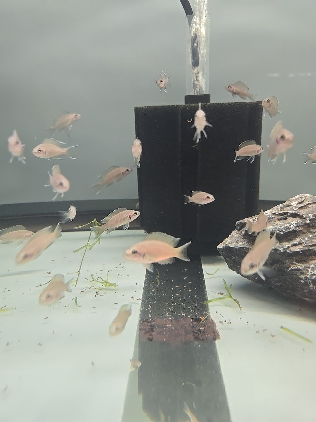 African Neolamp Brichardi(Fairy Cichlid) Tank Raised  Tanganyika 6pk Unsex