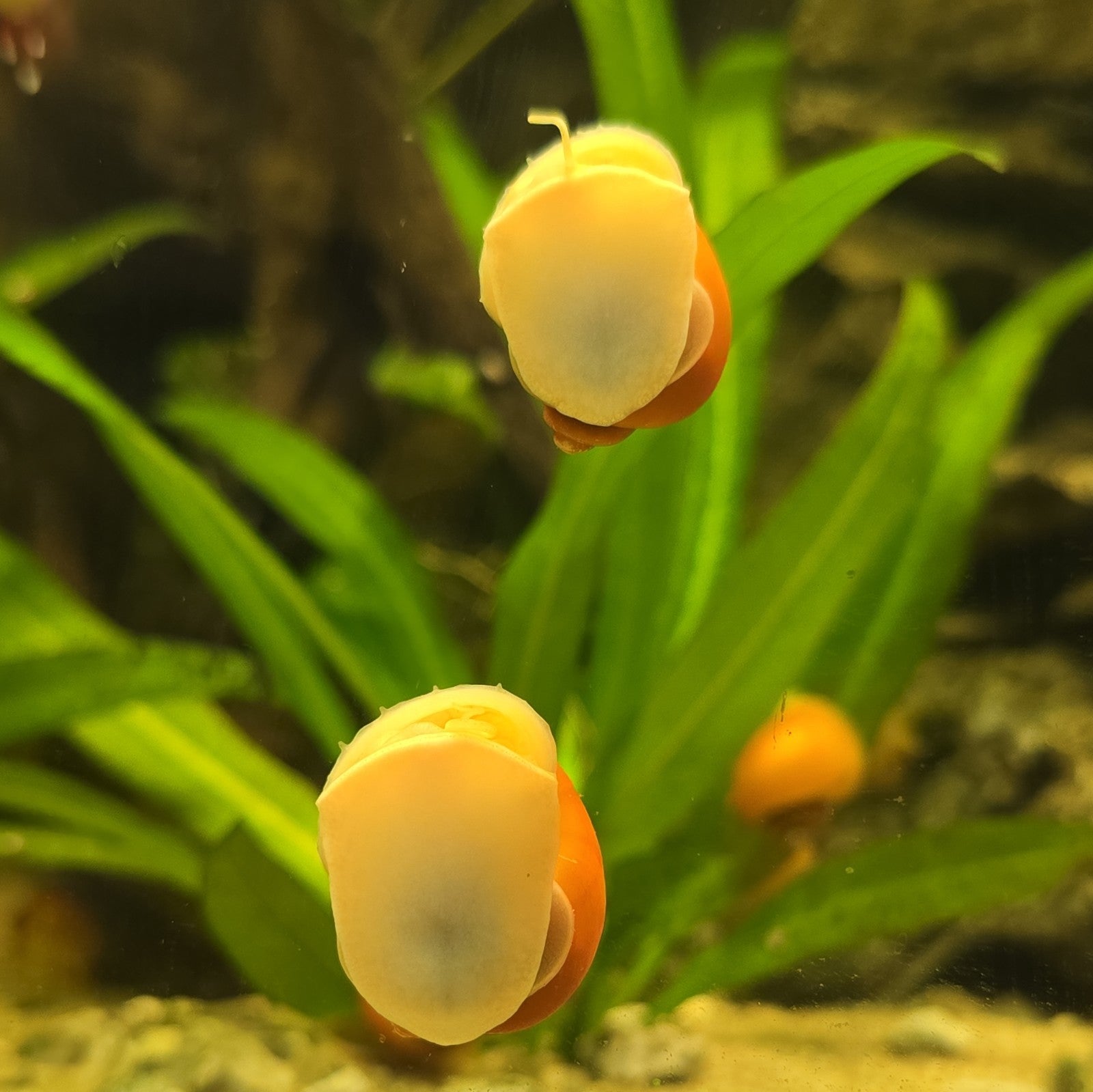 Gold Mystery Snails Freshwater, Tank Bred.  6pk Nickel Size Plus