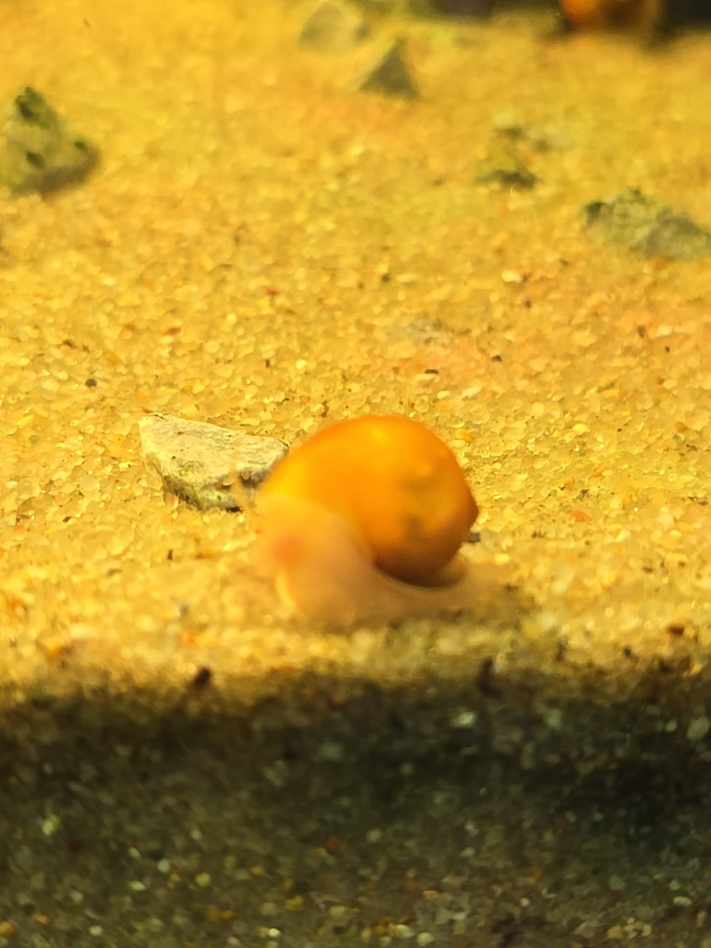 Gold Mystery Snails Freshwater, Tank Bred.  6pk Nickel Size Plus