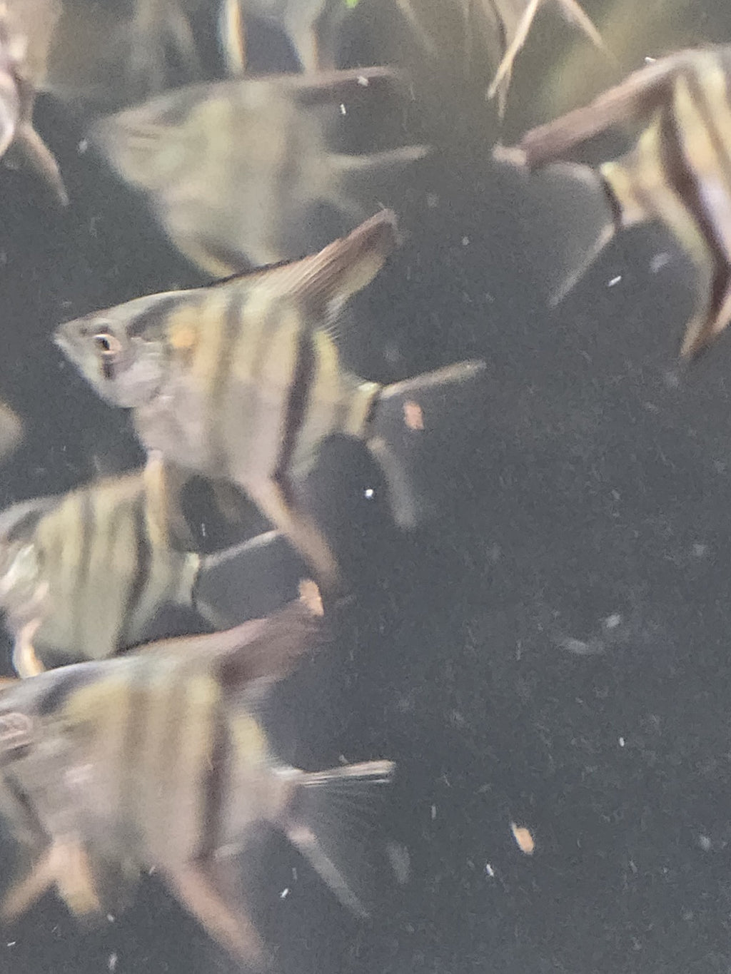 Cobalt Blue Angelfish – Nickel Size (Hobbyist Bred | Premium Genetics)  4 Pack