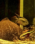 Kribensis Cichlid pair tank raised