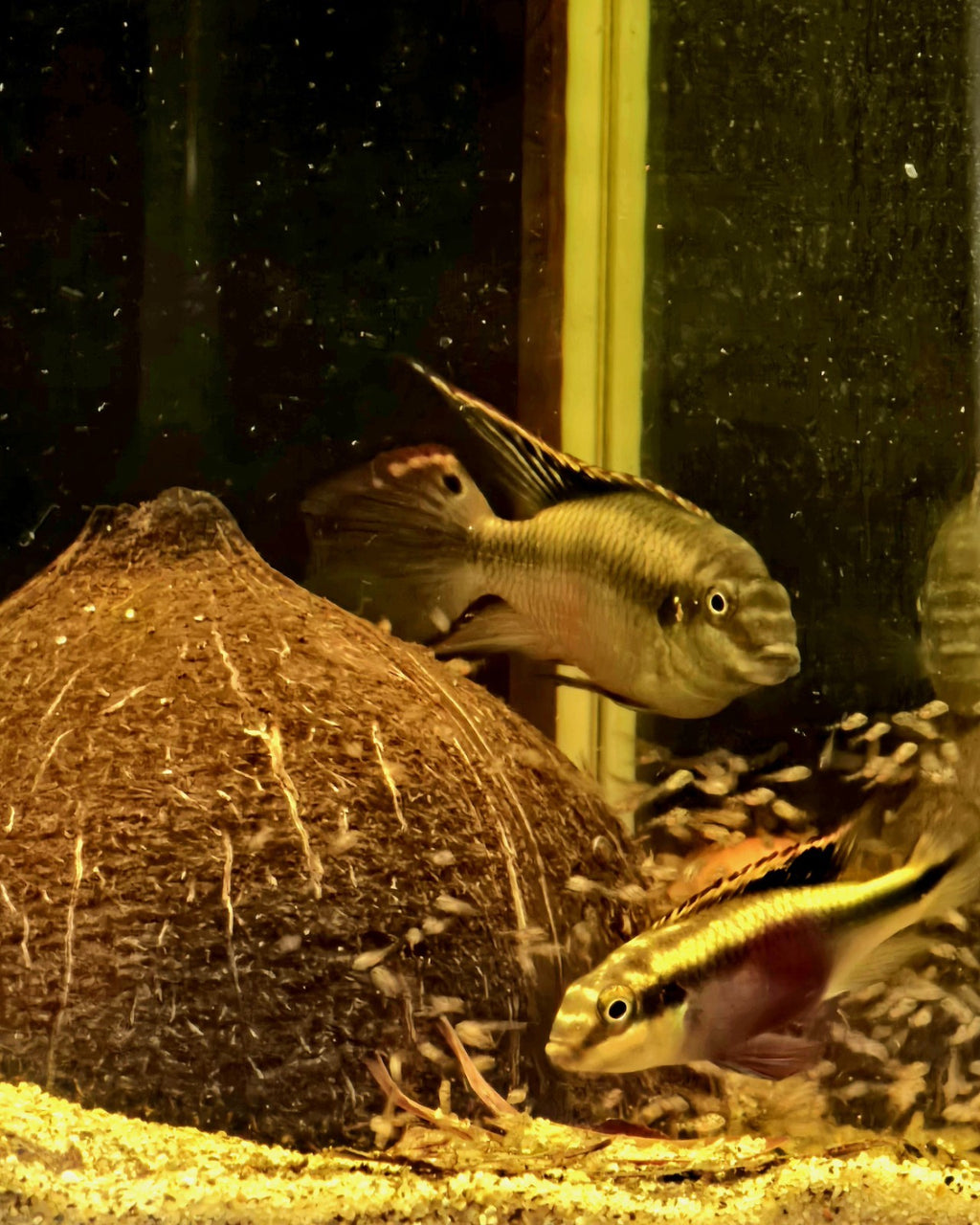 Kribensis Cichlid Proven Breeding Pair-Pics Are The Fish You Will Get