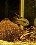 Kribensis Cichlid Proven Breeding Pair-Pics Are The Fish You Will Get