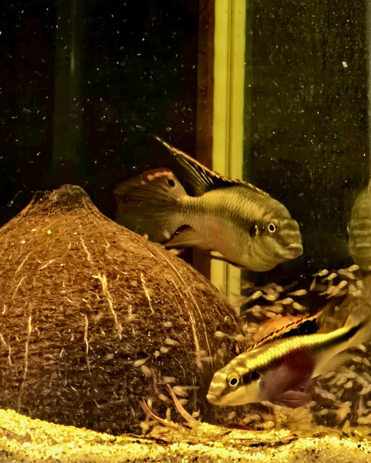 Kribensis Cichlid Proven Breeding Pair-Pics Are The Fish You Will Get