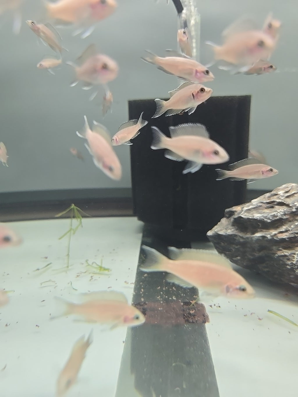 African Neolamp Brichardi(Fairy Cichlid) Tank Raised  Tanganyika 6pk Unsex