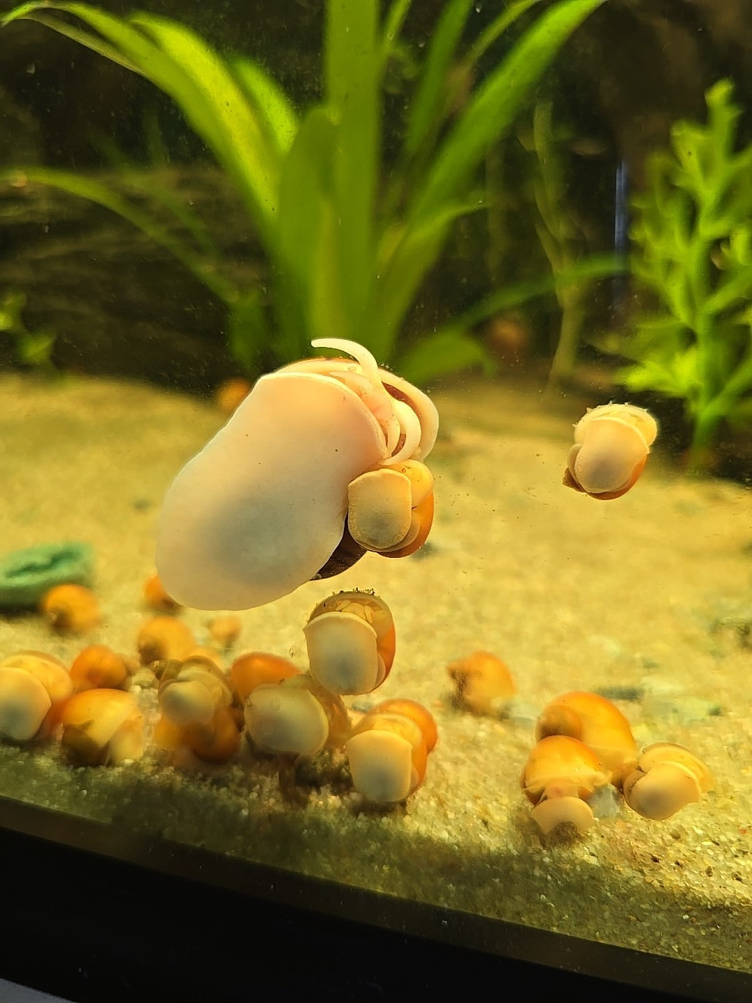 Gold Mystery Snails Freshwater, Tank Bred.  6pk Nickel Size Plus