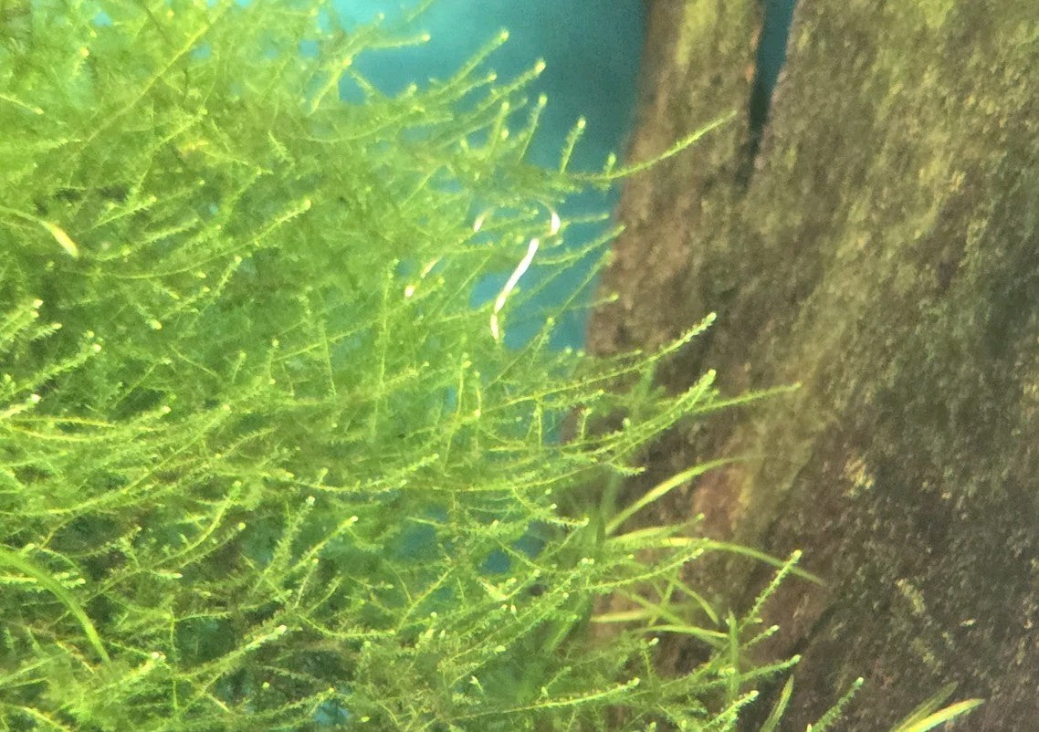 Live Aquarium Plant Water Quality Bundle – Guppy Grass, Frogbit & Java Moss