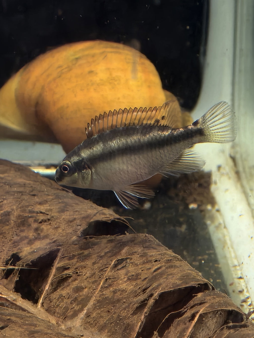 6 Pack Kribensis Cichlids – 1.5"–2" – Tank Raised – Amazing Parents and Easy!