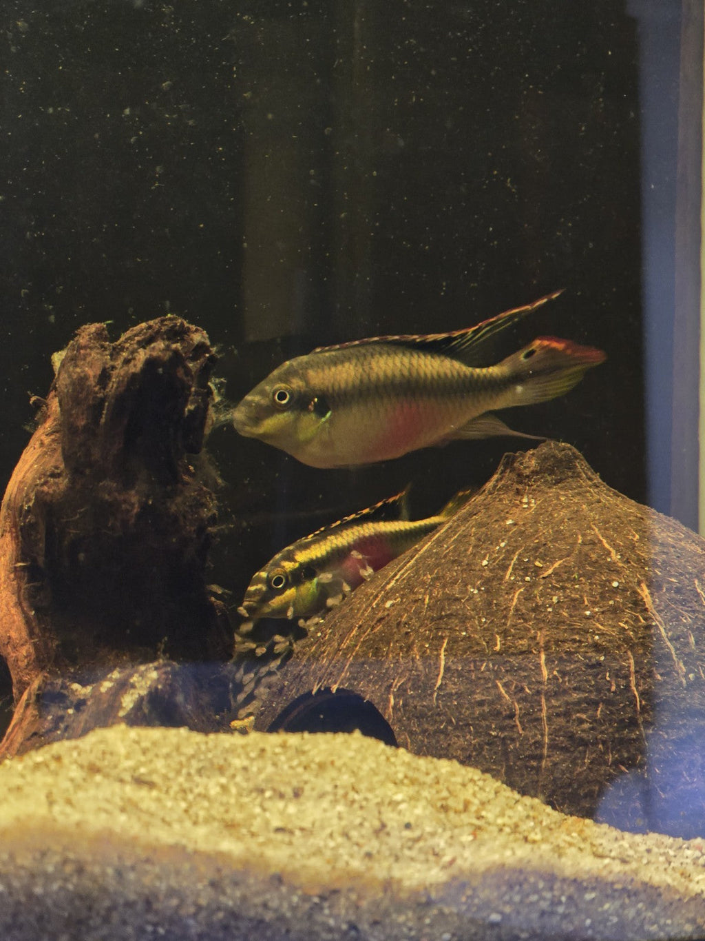 Kribensis Cichlid tank raised FreshwaterFinds