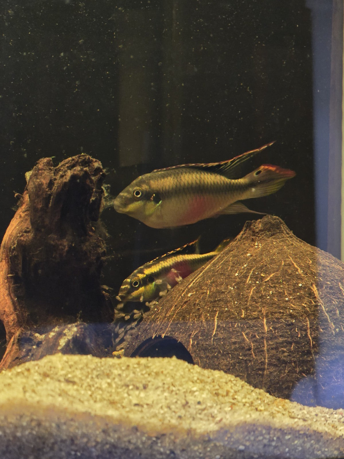 Kribensis Cichlid tank raised FreshwaterFinds