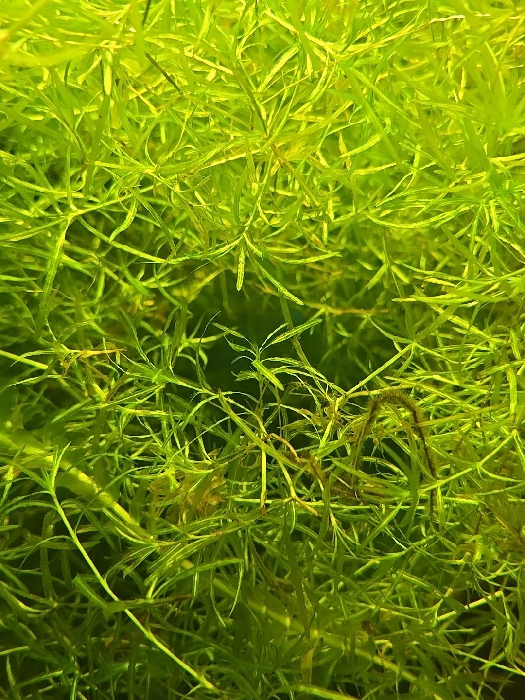 🔥🔥🔥 - Buy 2 Get 1 Free High Quality Guppy Grass - Aquarium Plant