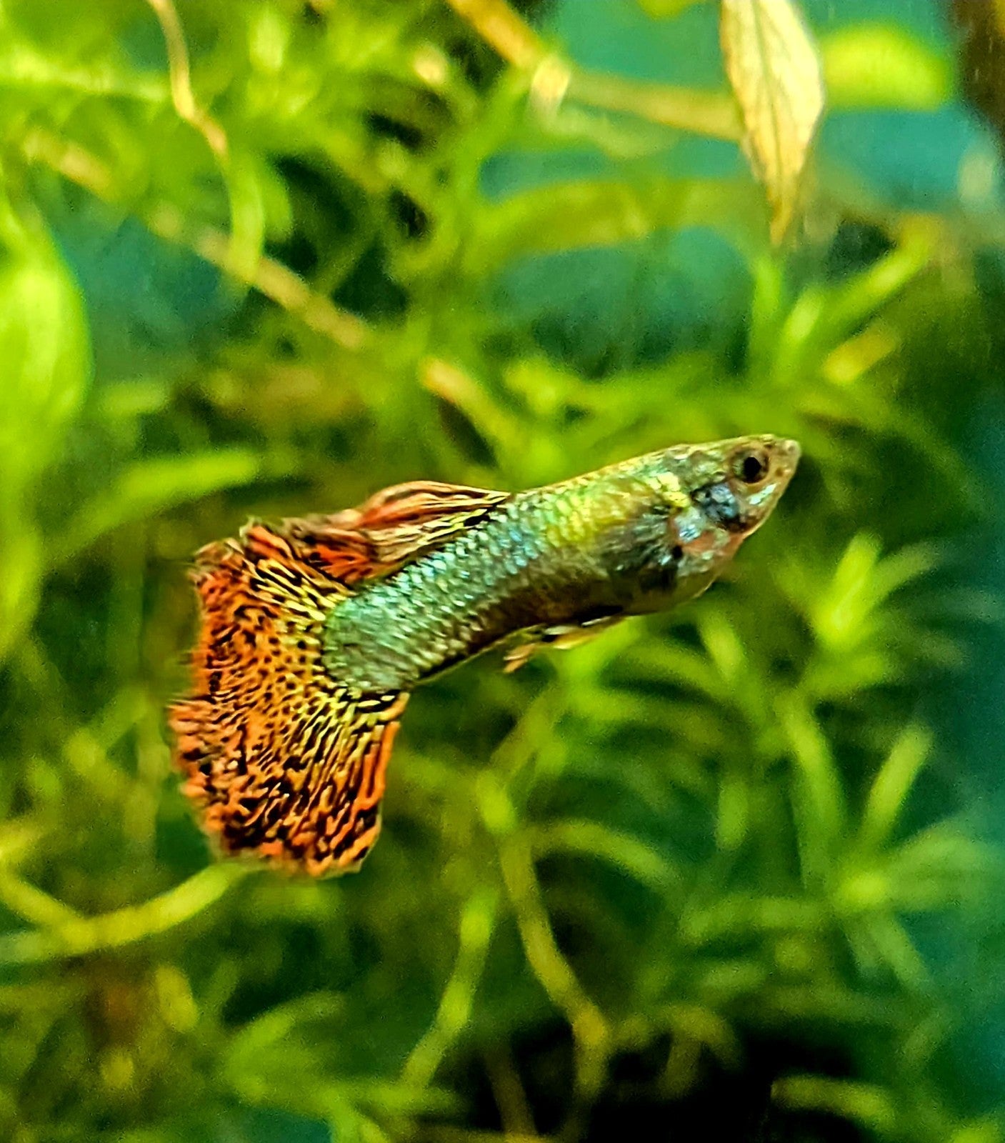 Premium Green/ Red Dragon Guppy Breeding Pair 1M/1F Live Guppies