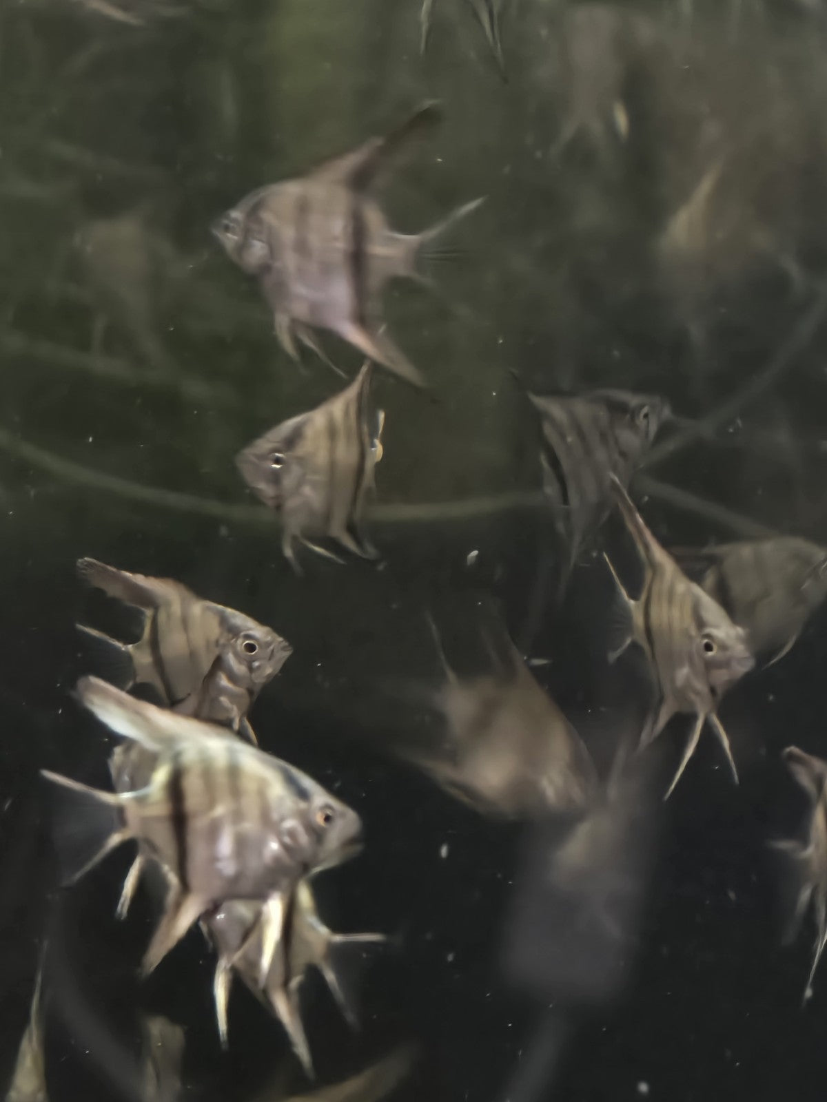Cobalt Blue Angelfish – Nickel Size (Hobbyist Bred | Premium Genetics)  4 Pack