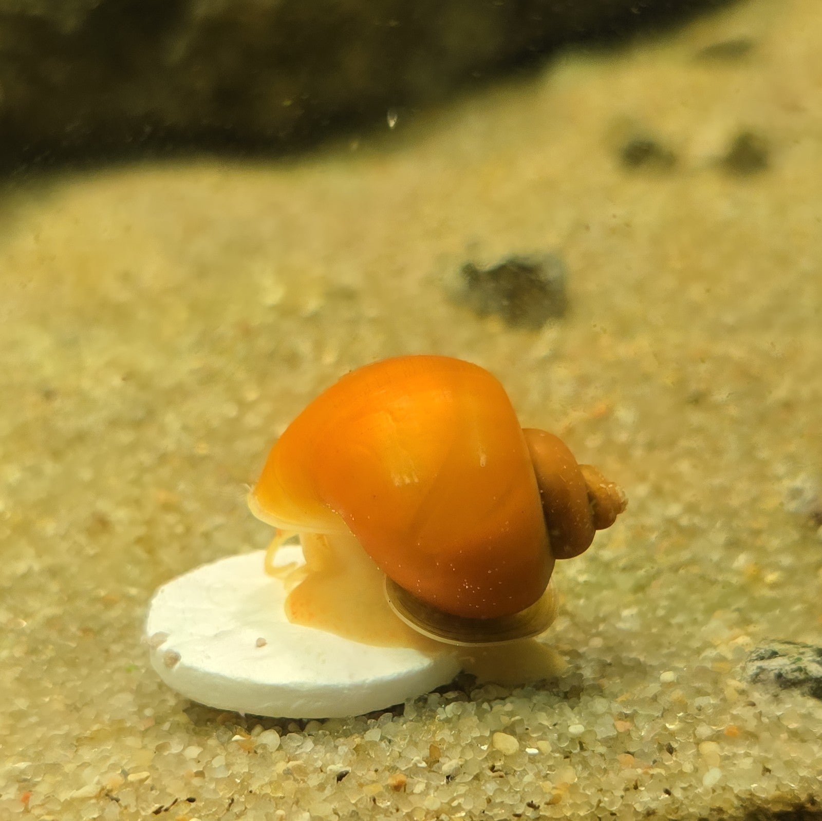 Gold Mystery Snails Freshwater, Tank Bred.  6pk Nickel Size Plus
