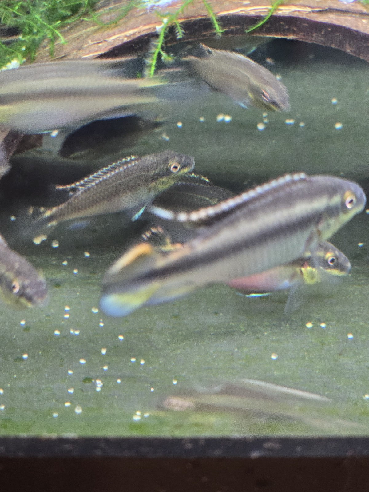 6 Pack Kribensis Cichlids – 1.5"–2" – Tank Raised – Amazing Parents and Easy!