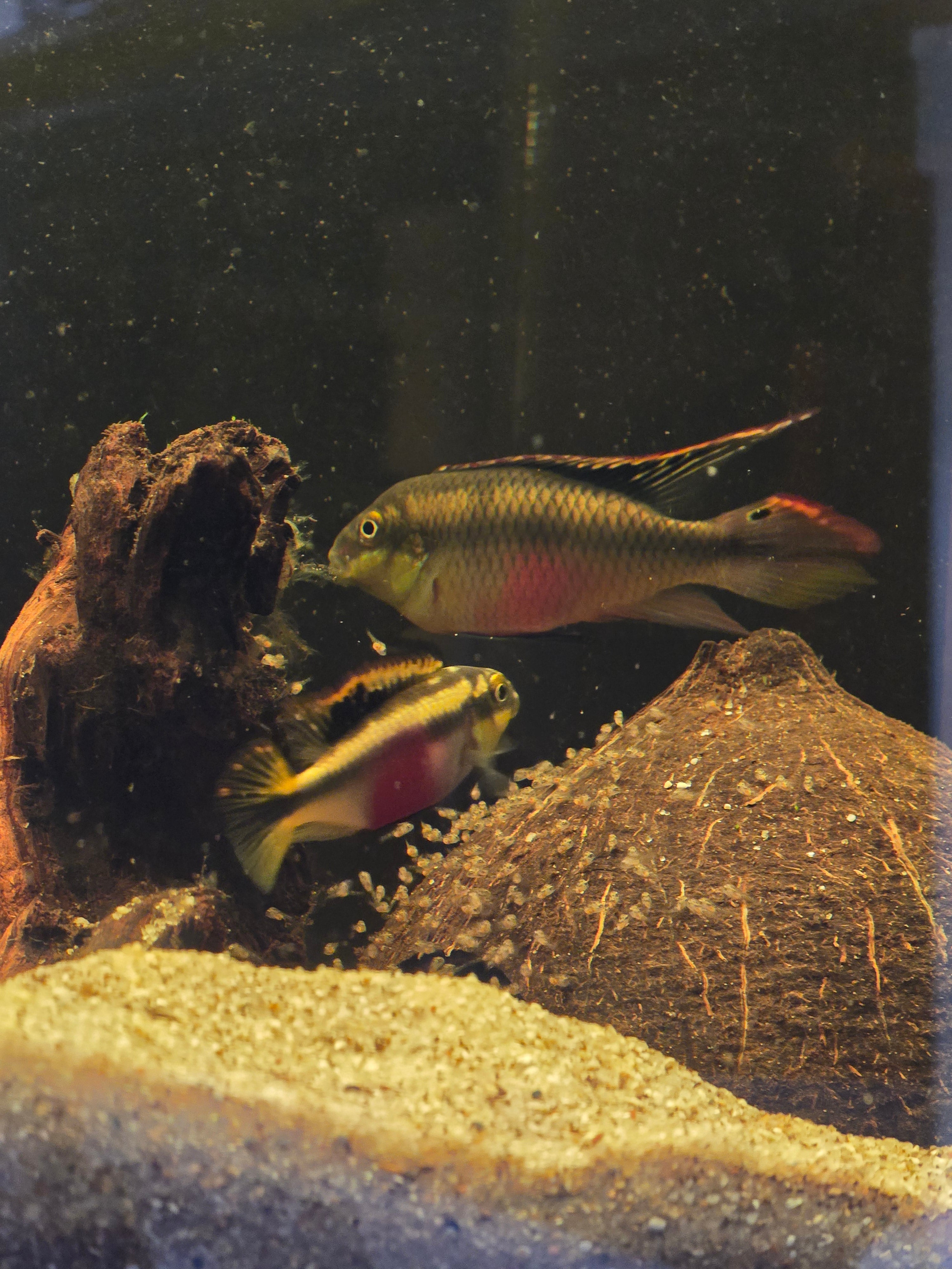 Spawning Pair Kribensis Cichlid (Pelvicachromis pulcher) WYSWYG