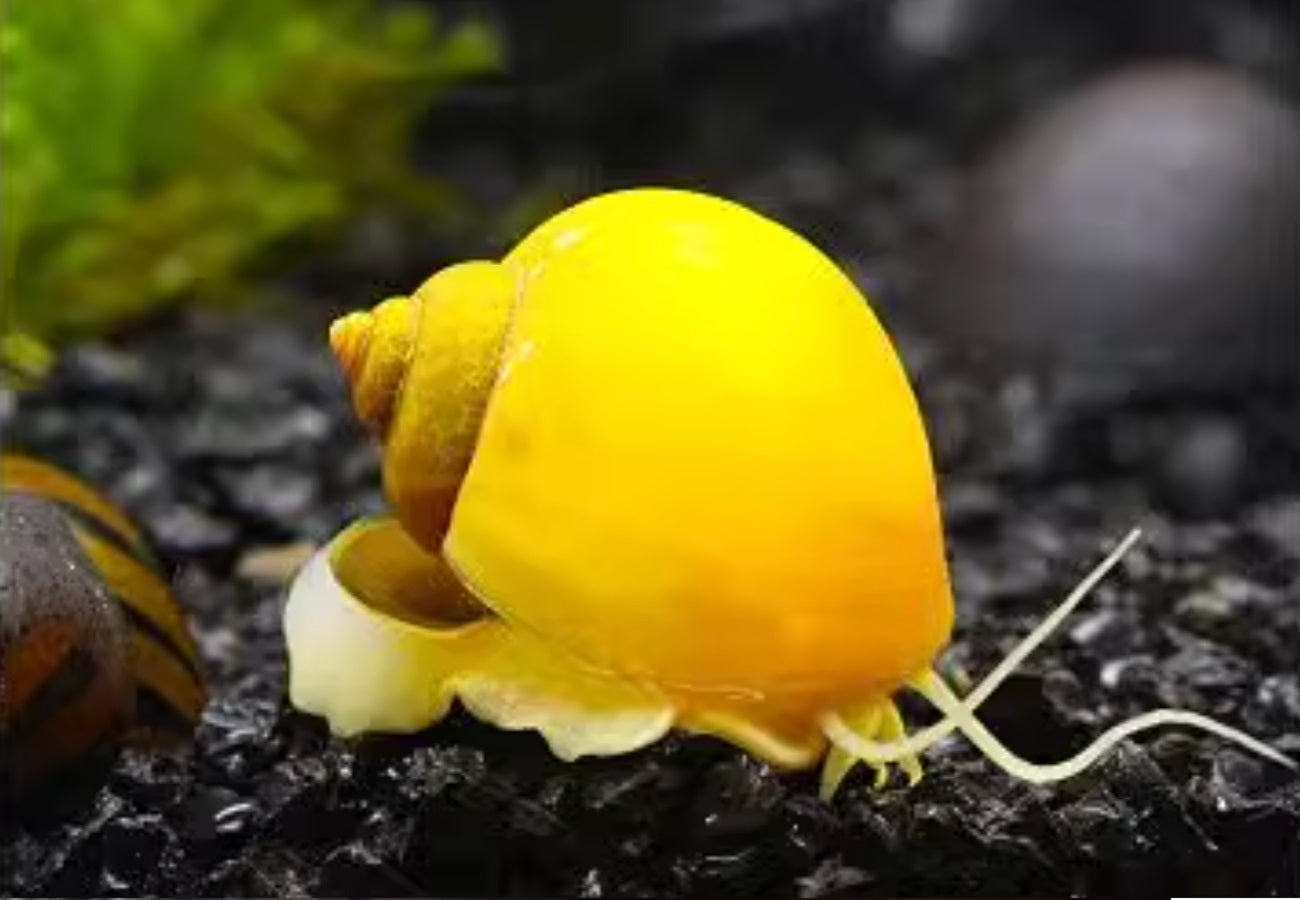 Mystery Snail Gold Adult 3pk