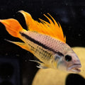 Apistogramma cacatuoides Orange Flash male dwarf cichlid
