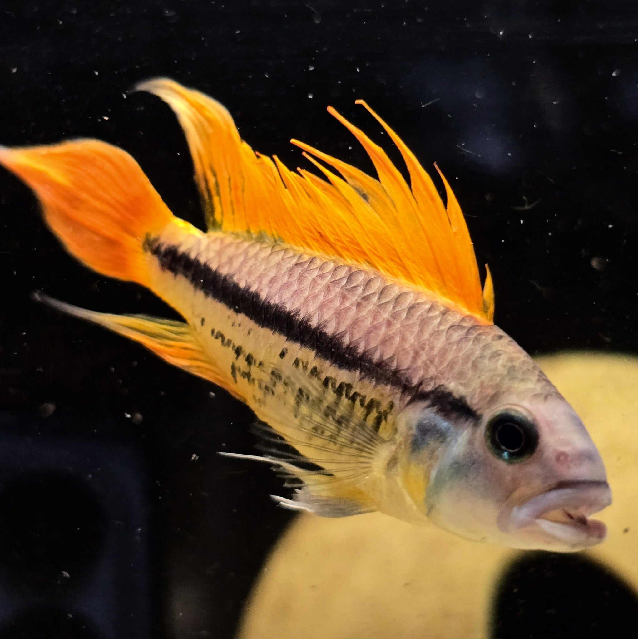 Apistogramma cacatuoides Orange Flash male dwarf cichlid