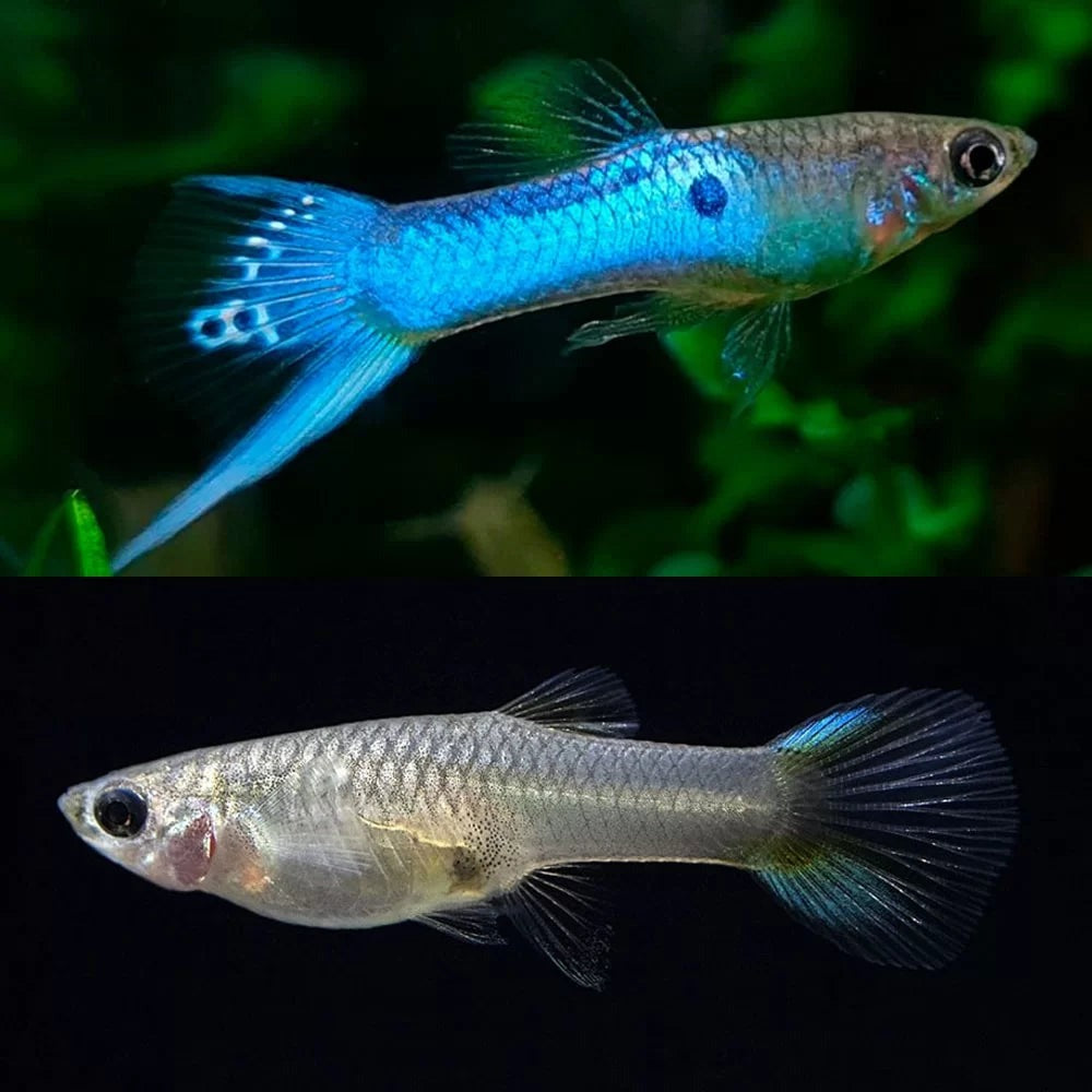 Endler "Japan Blue" — Pair