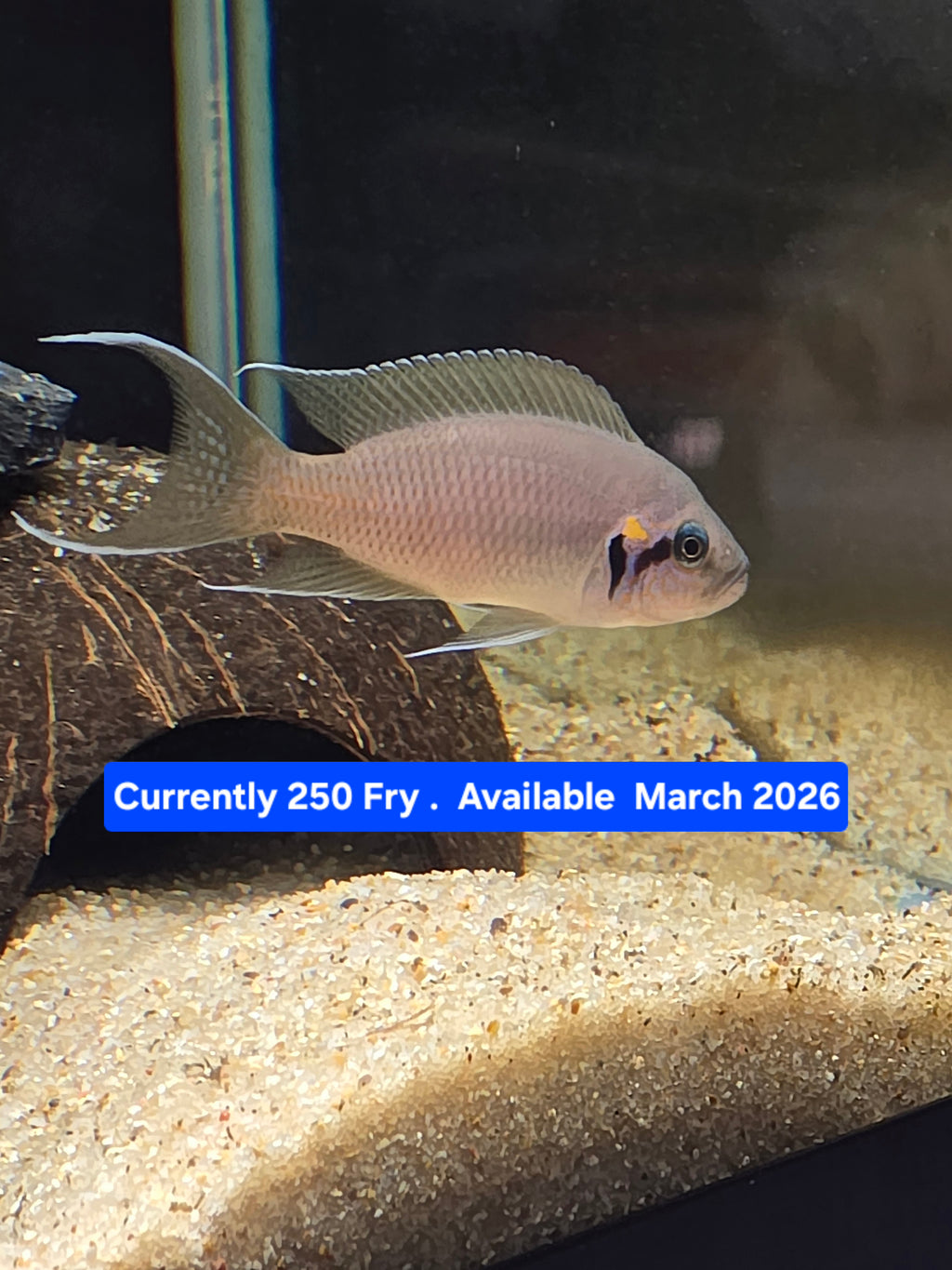 Neolamprologus Brichardi  6 pack – Tank-Bred African Cichlid