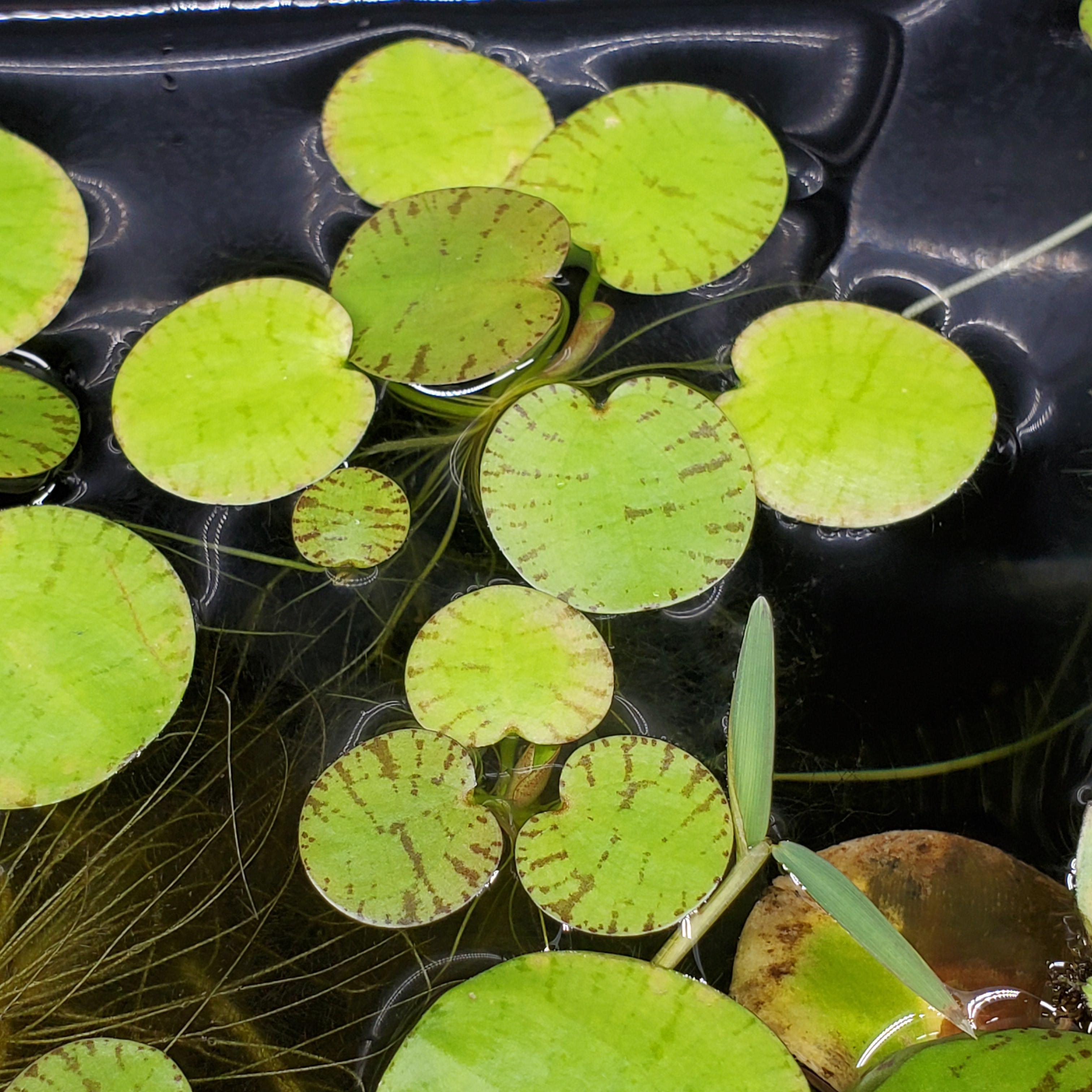 Amazon Tiger Frogbit 90 leaves + per order (Limnobium laevigatum) – Floating Aquarium Plant