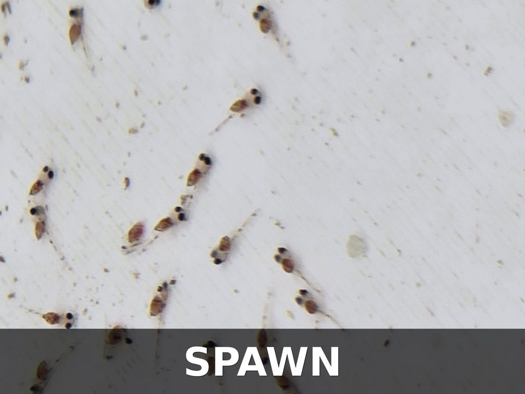 Proven Breeding Pair – Apistogramma cacatuoides "Orange Flash"