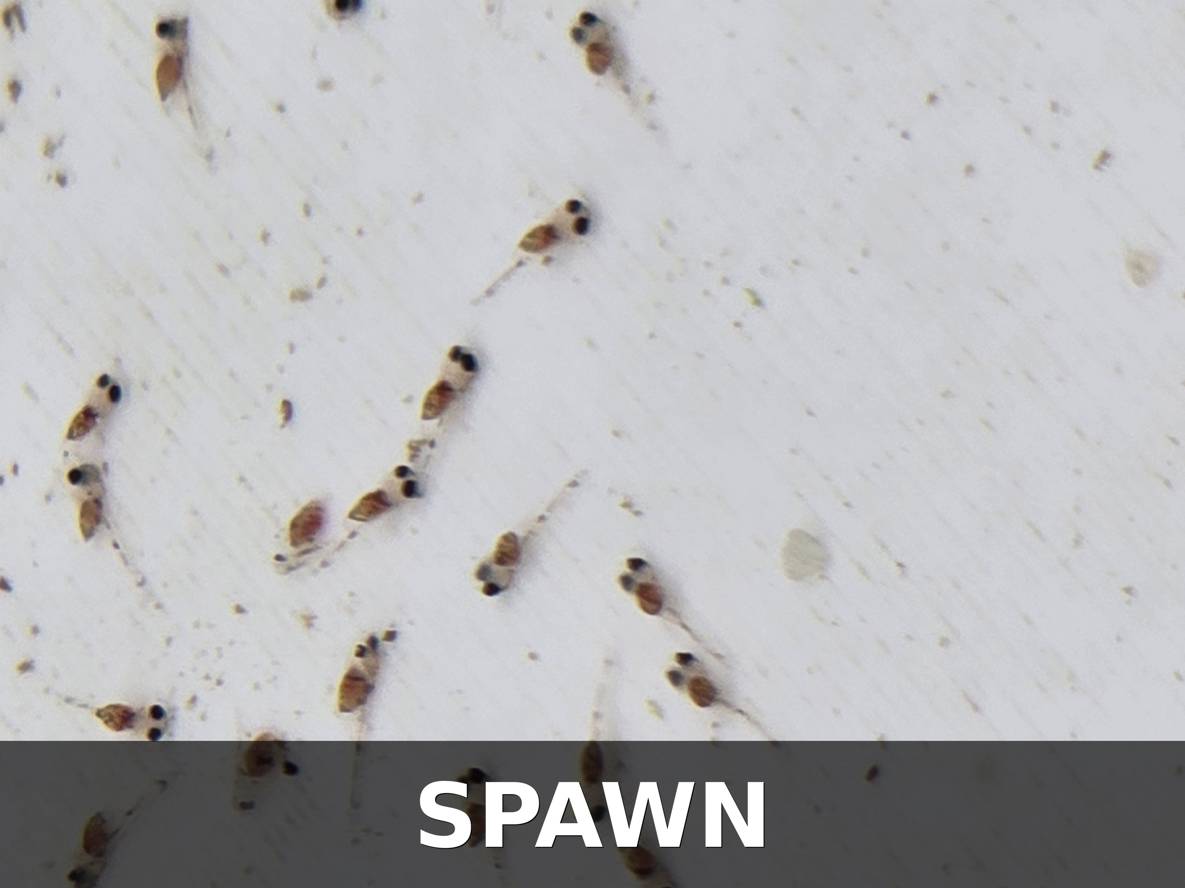 Proven Breeding Pair – Apistogramma cacatuoides "Orange Flash"