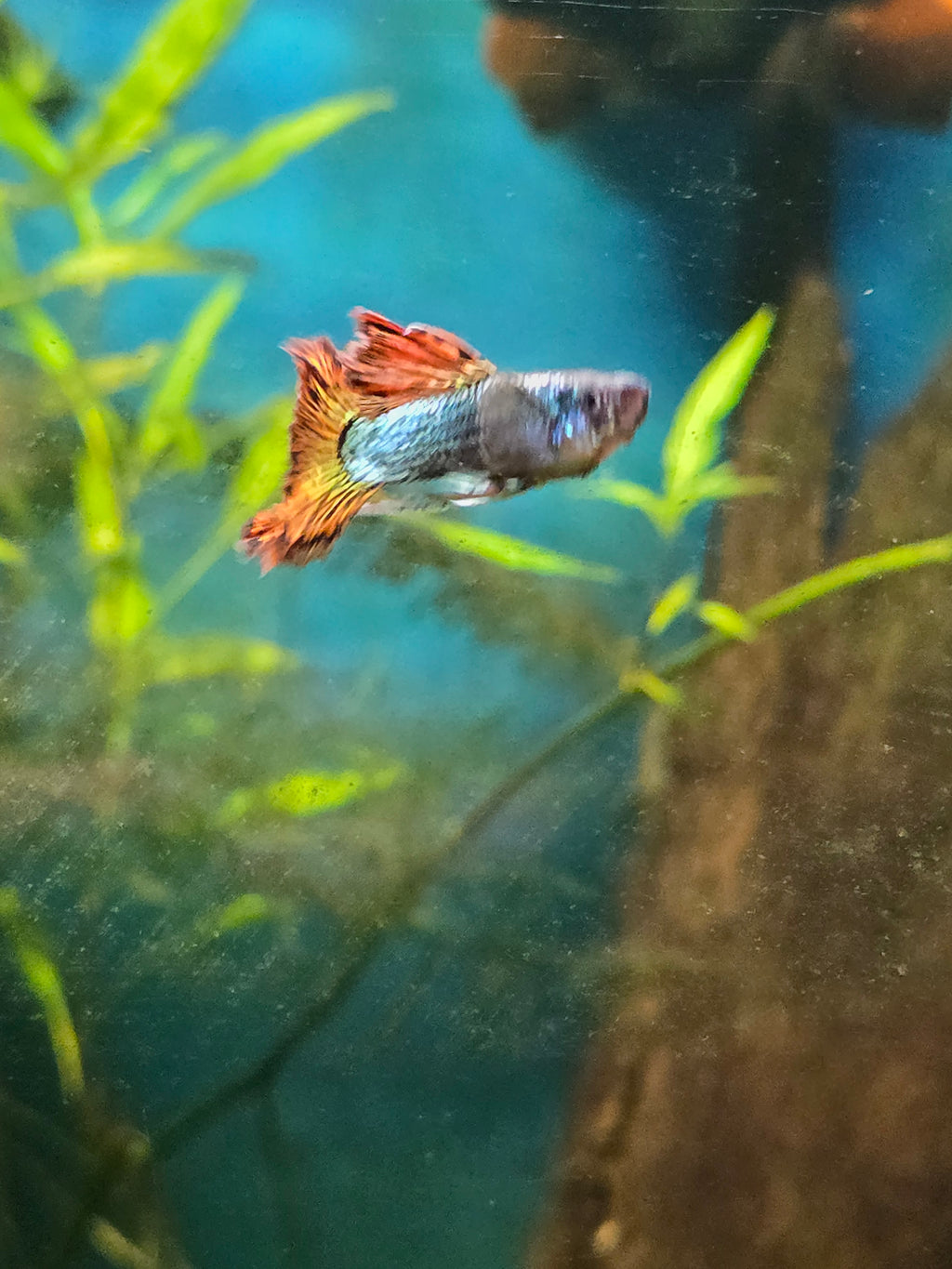 Metallic Red Dragon Guppies – Breeding Trio (1 Male / 2 Females)