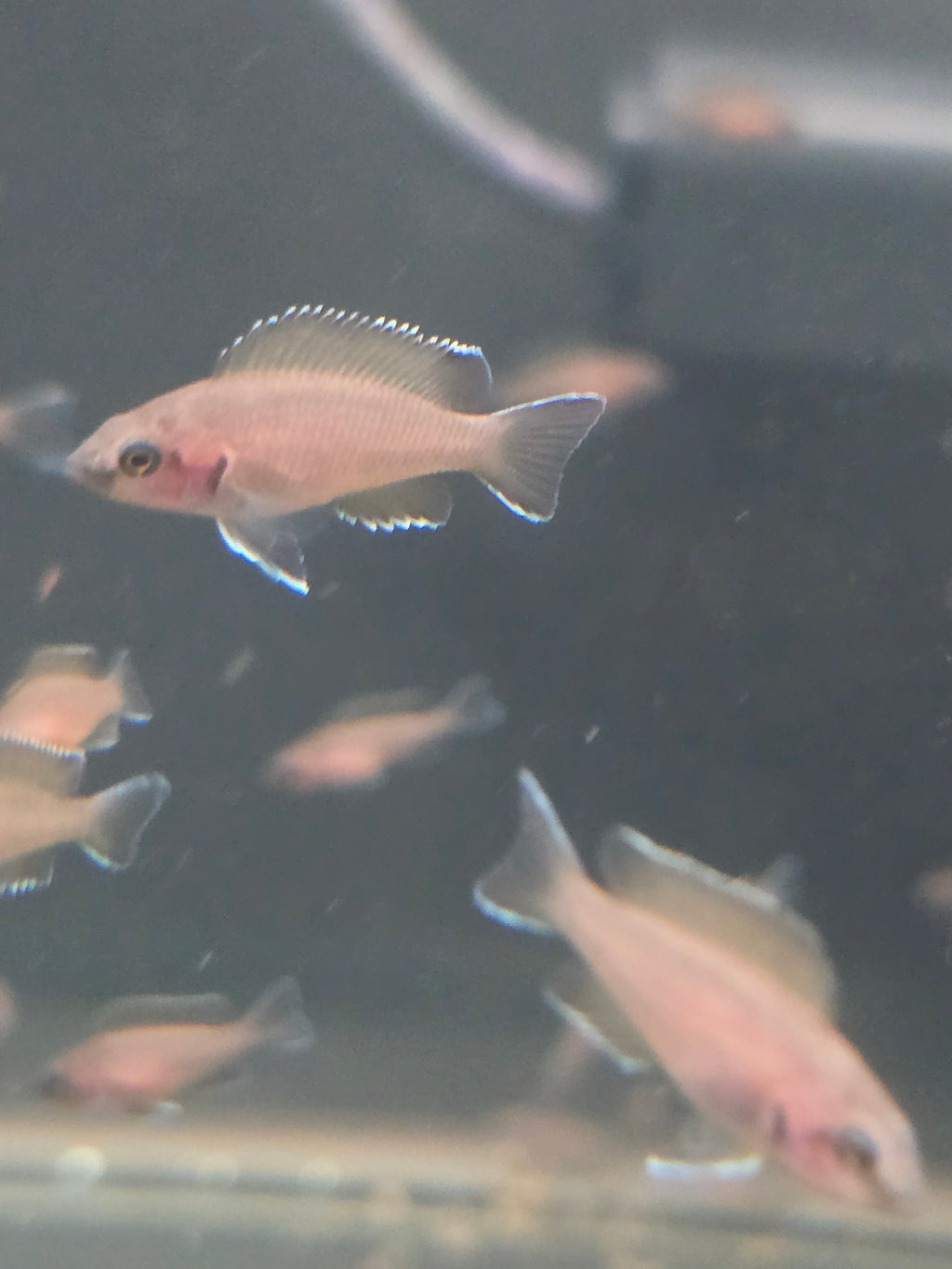 6 pack of Neolamprologus Brichardi (Princess of Burundi) – Tank Raised – Tanganyika Cichlid – 1–1.5"