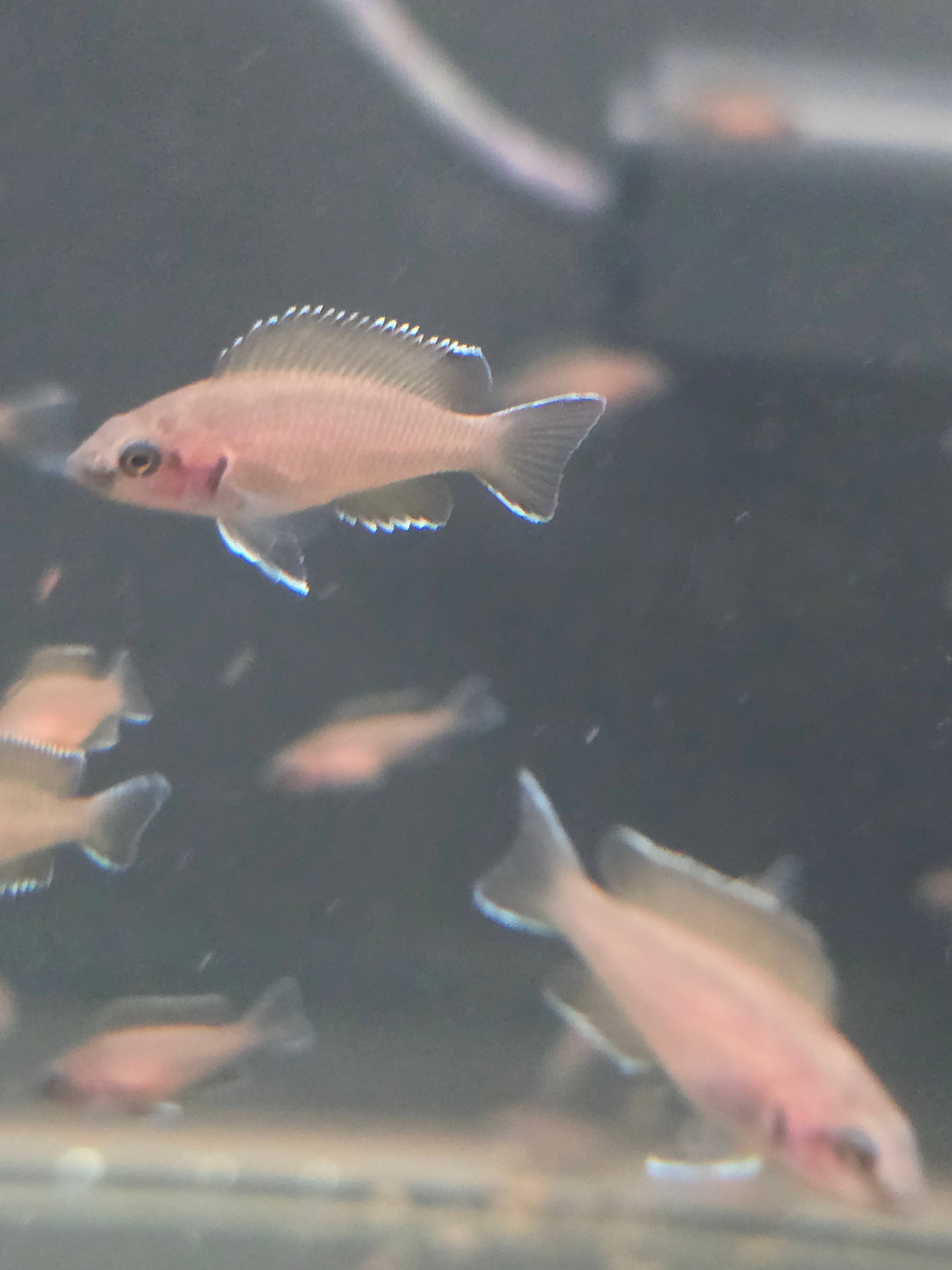 6 pack of Neolamprologus Brichardi (Princess of Burundi) – Tank Raised – Tanganyika Cichlid – 1–1.5"