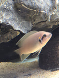 6 pack of Neolamprologus Brichardi (Princess of Burundi) – Tank Raised – Tanganyika Cichlid – 1–1.5"