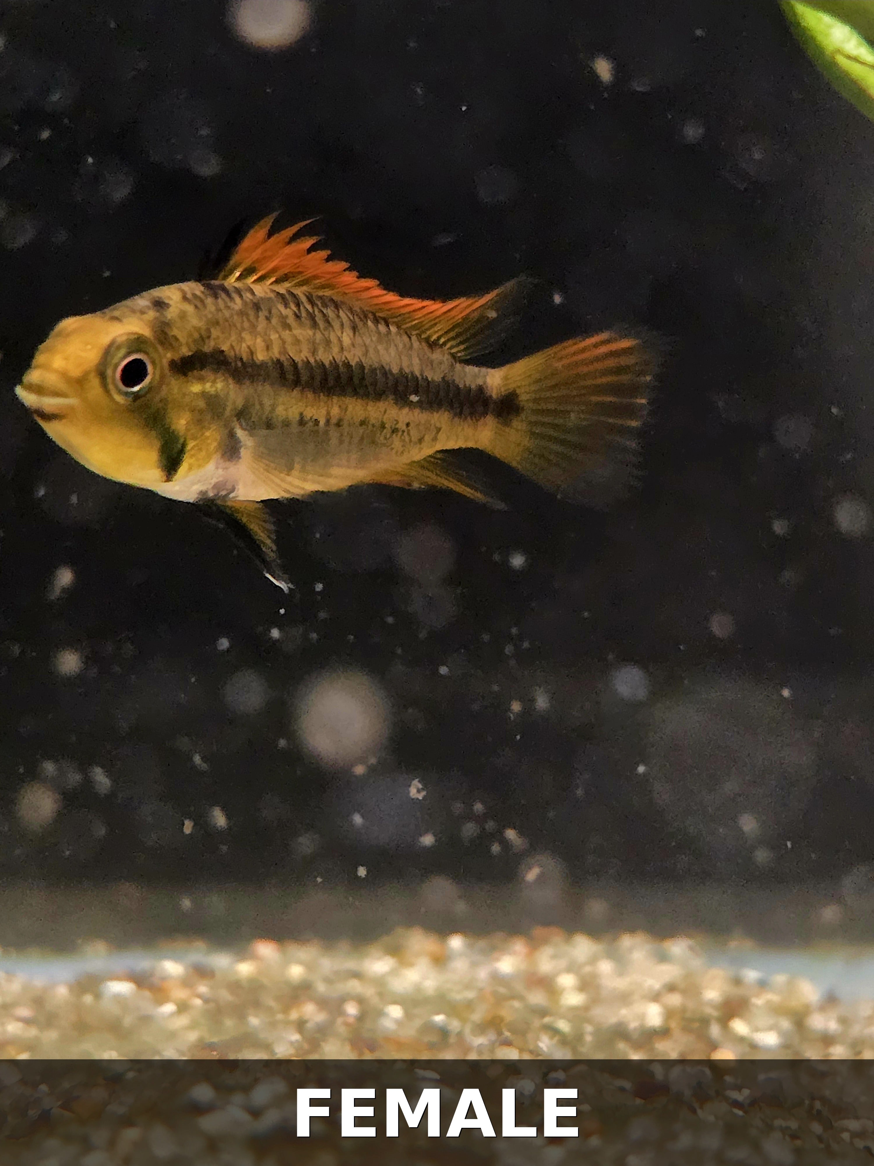 Proven Breeding Pair – Apistogramma cacatuoides "Orange Flash"